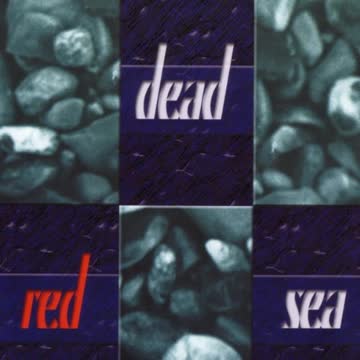 Dead Red Sea - Birds