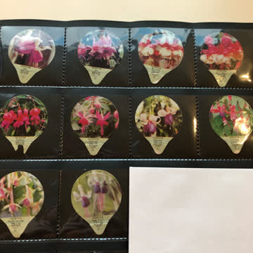 Krd - 0735 Fuchsien