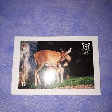 Animal Planet Mania Nr. 19