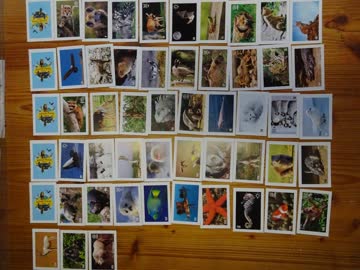 animal planet mania, migros