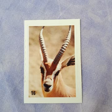 Animal Planet Mania Nr.16