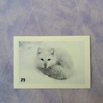 Animal Planet Mania Nr. 79