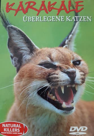Karakale-Überlegene Katzen / Natural Killers 12