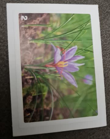 Nature Detectives Nr. 2