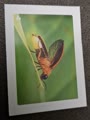 Nature Detectives Nr. 4