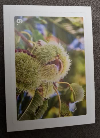 Nature Detectives Nr. 6