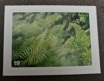 Nature Detectives Nr. 19