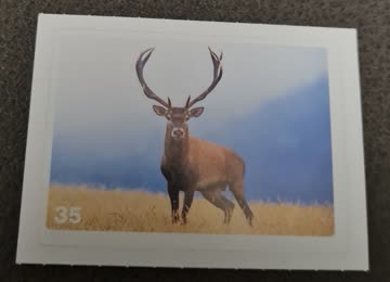 Nature Detectives Nr. 35