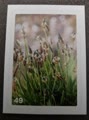 Nature Detectives Nr. 49