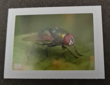 Nature Detectives Nr. 89