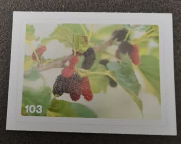 Nature Detectives Nr. 103