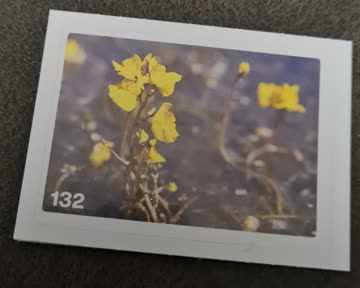 Nature Detectives Nr. 132