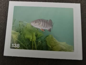 Nature Detectives Nr. 138