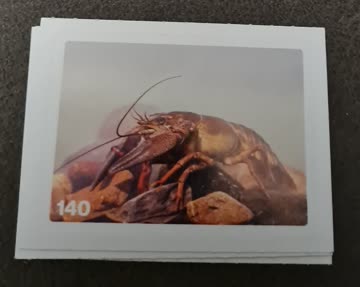 Nature Detectives Nr. 140
