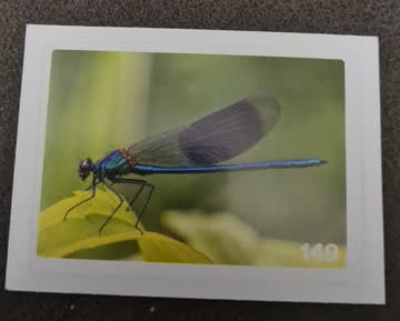 Nature Detectives Nr. 149