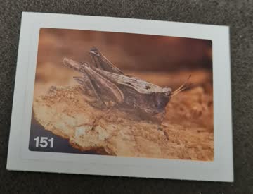 Nature Detectives Nr. 151