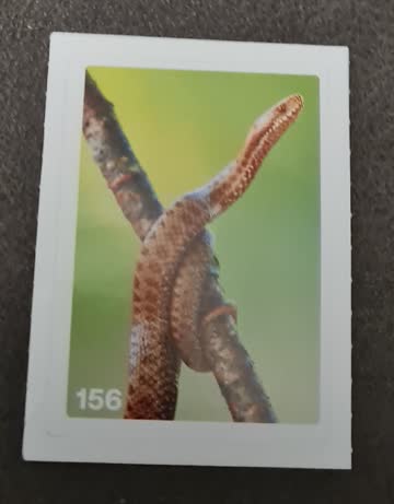 Nature Detectives Nr. 156