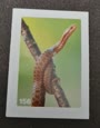 Nature Detectives Nr. 156