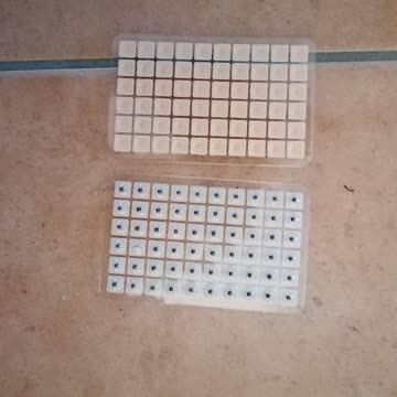 Exsila Artikel: Ohrenpflaster Neu