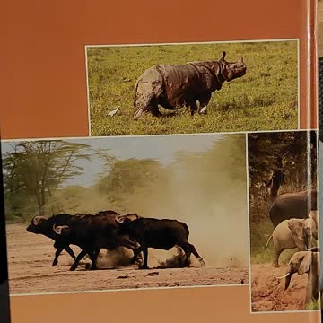 DIE GROSSEN FÜNF DER TIERWELT