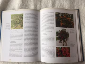 PROFI BUCH NP46,-GÄRTNER..KÜBELPFLANZEN-SÜDENTRAUM