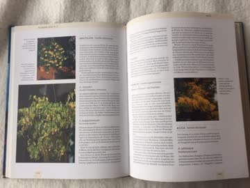 PROFI BUCH NP46,-GÄRTNER..KÜBELPFLANZEN-SÜDENTRAUM