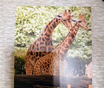 Gutschein Gratiseintritt Zoo Basel