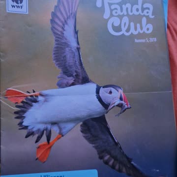 6 mal Pandaclub