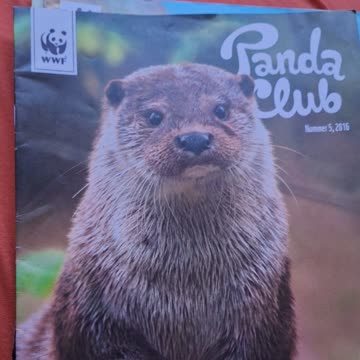 6 mal Pandaclub