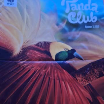 6 mal Pandaclub