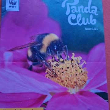 6 mal Pandaclub
