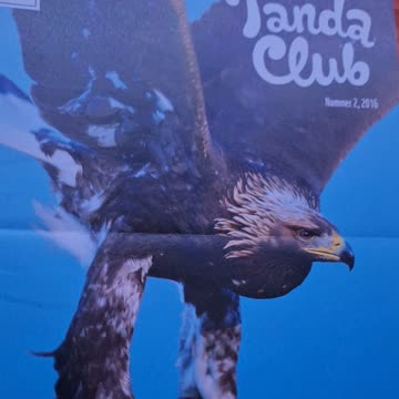 6 mal Pandaclub