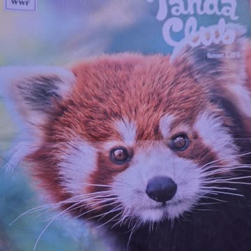 6 mal panda club