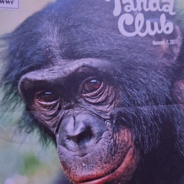 6 mal pandaclub