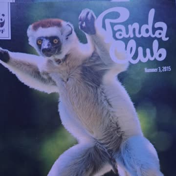 6 mal pandaclub