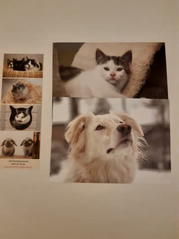 2 Postkarten mit Tiermotiven & Buchzeichen