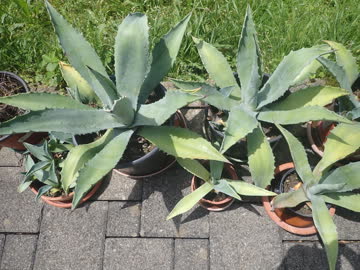 kleinere Agaven