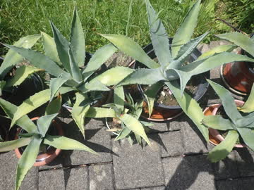 kleinere Agaven