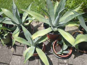 kleinere Agaven