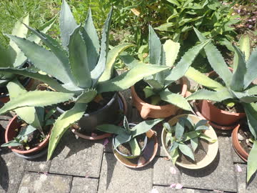 kleinere Agaven