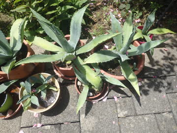 kleinere Agaven