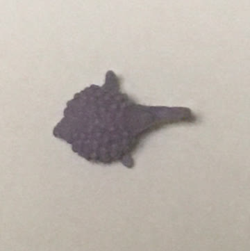Kugelfisch