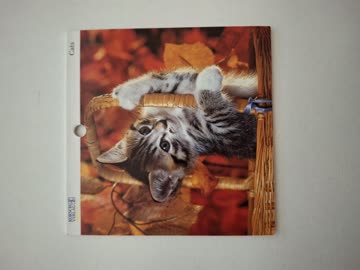 Kleiner Kalender Katzen