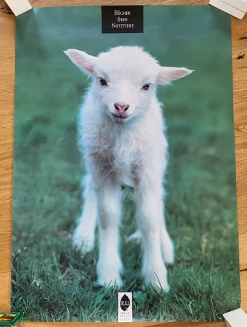 Poster (A1) Lamm