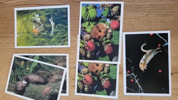 Doppelkärtchen einheimische Fauna