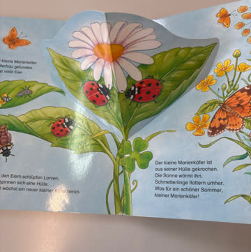 Der kleine Marienkäfer