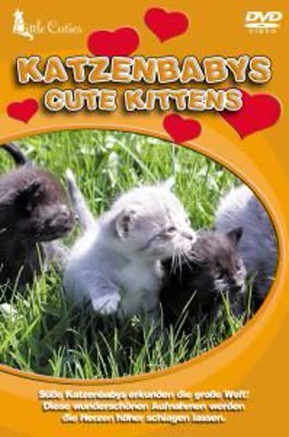Little Cuties - Katzenbabys