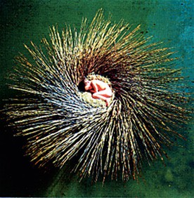 Peter Gabriel - Ovo - The Millennium Show