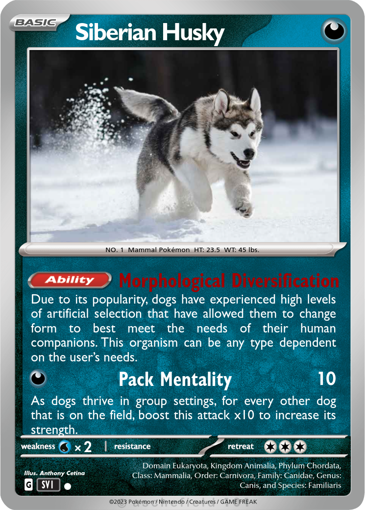 Siberian Husky - cetina38 | Pokécardmaker.net