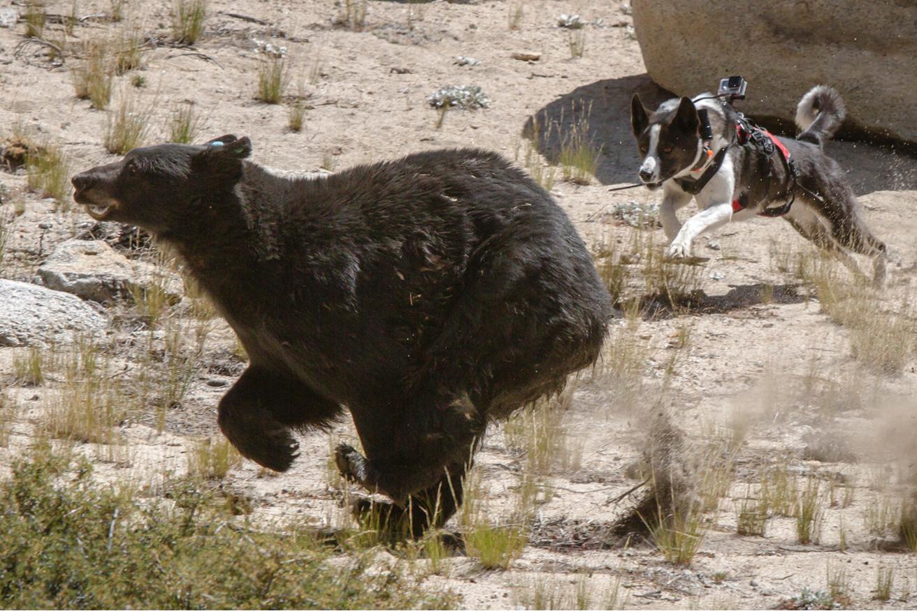 229 THE BEAR HUNTING DOGS OF NEVADA